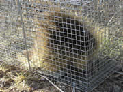 Allstate Animal Control photo trapped porcupine